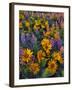 USA, Washington. Balsamroot and Lupine in Evening Light-Steve Terrill-Framed Photographic Print