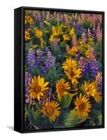 USA, Washington. Balsamroot and Lupine in Evening Light-Steve Terrill-Framed Stretched Canvas