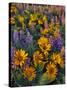 USA, Washington. Balsamroot and Lupine in Evening Light-Steve Terrill-Stretched Canvas