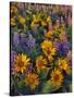USA, Washington. Balsamroot and Lupine in Evening Light-Steve Terrill-Stretched Canvas
