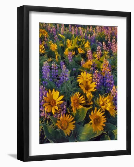 USA, Washington. Balsamroot and Lupine in Evening Light-Steve Terrill-Framed Photographic Print