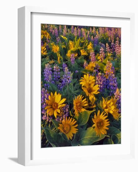 USA, Washington. Balsamroot and Lupine in Evening Light-Steve Terrill-Framed Photographic Print