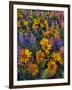 USA, Washington. Balsamroot and Lupine in Evening Light-Steve Terrill-Framed Premium Photographic Print