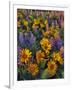 USA, Washington. Balsamroot and Lupine in Evening Light-Steve Terrill-Framed Premium Photographic Print