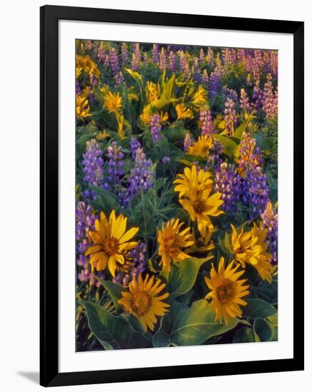 USA, Washington. Balsamroot and Lupine in Evening Light-Steve Terrill-Framed Premium Photographic Print