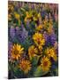 USA, Washington. Balsamroot and Lupine in Evening Light-Steve Terrill-Mounted Photographic Print