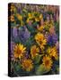 USA, Washington. Balsamroot and Lupine in Evening Light-Steve Terrill-Stretched Canvas