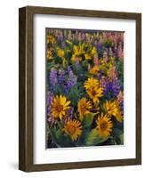 USA, Washington. Balsamroot and Lupine in Evening Light-Steve Terrill-Framed Photographic Print