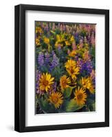 USA, Washington. Balsamroot and Lupine in Evening Light-Steve Terrill-Framed Photographic Print