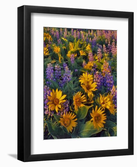 USA, Washington. Balsamroot and Lupine in Evening Light-Steve Terrill-Framed Photographic Print