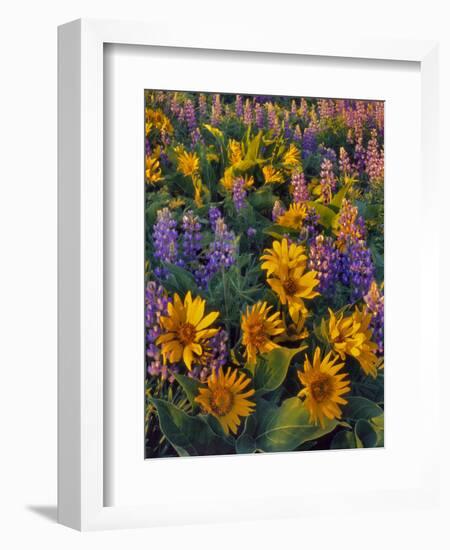 USA, Washington. Balsamroot and Lupine in Evening Light-Steve Terrill-Framed Photographic Print