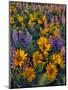 USA, Washington. Balsamroot and Lupine in Evening Light-Steve Terrill-Mounted Photographic Print