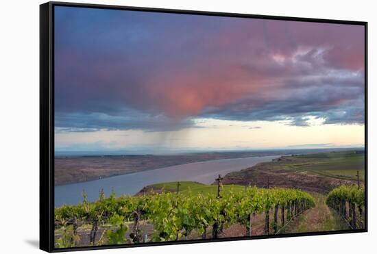 USA, Washington. Benches Vineyard in the Horse Heaven Hills Ava-Janis Miglavs-Framed Stretched Canvas