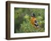 USA, Washington. Black-Headed Grosbeak Singing in Yakima Canyon-Gary Luhm-Framed Photographic Print