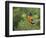 USA, Washington. Black-Headed Grosbeak Singing in Yakima Canyon-Gary Luhm-Framed Photographic Print