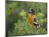 USA, Washington. Black-Headed Grosbeak Singing in Yakima Canyon-Gary Luhm-Mounted Photographic Print