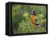 USA, Washington. Black-Headed Grosbeak Singing in Yakima Canyon-Gary Luhm-Framed Stretched Canvas