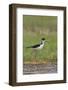 USA, Washington. Black-Necked Stilt in Breeding Plumage at Soap Lake-Gary Luhm-Framed Photographic Print