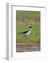 USA, Washington. Black-Necked Stilt in Breeding Plumage at Soap Lake-Gary Luhm-Framed Photographic Print