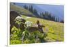 USA, Washington. Black-Tailed Deer Doe Foraging at Hurricane Ridge-Gary Luhm-Framed Photographic Print