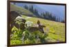 USA, Washington. Black-Tailed Deer Doe Foraging at Hurricane Ridge-Gary Luhm-Framed Photographic Print