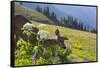 USA, Washington. Black-Tailed Deer Doe Foraging at Hurricane Ridge-Gary Luhm-Framed Stretched Canvas