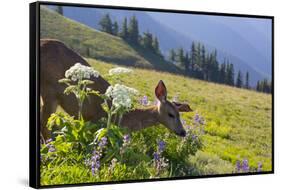 USA, Washington. Black-Tailed Deer Doe Foraging at Hurricane Ridge-Gary Luhm-Framed Stretched Canvas