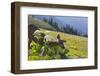 USA, Washington. Black-Tailed Deer Doe Foraging at Hurricane Ridge-Gary Luhm-Framed Photographic Print