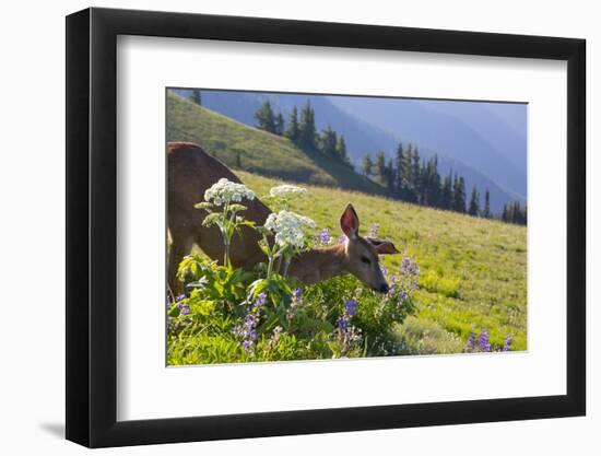 USA, Washington. Black-Tailed Deer Doe Foraging at Hurricane Ridge-Gary Luhm-Framed Photographic Print