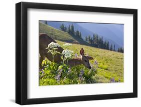 USA, Washington. Black-Tailed Deer Doe Foraging at Hurricane Ridge-Gary Luhm-Framed Photographic Print