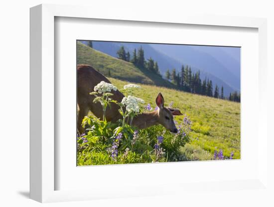 USA, Washington. Black-Tailed Deer Doe Foraging at Hurricane Ridge-Gary Luhm-Framed Photographic Print