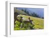 USA, Washington. Black-Tailed Deer Doe Foraging at Hurricane Ridge-Gary Luhm-Framed Photographic Print