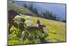 USA, Washington. Black-Tailed Deer Doe Foraging at Hurricane Ridge-Gary Luhm-Mounted Photographic Print