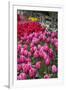 USA, Washington. Blooming tulips next to wooden fence.-Jones and Shimlock-Framed Photographic Print