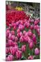 USA, Washington. Blooming tulips next to wooden fence.-Jones and Shimlock-Mounted Photographic Print