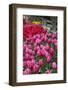 USA, Washington. Blooming tulips next to wooden fence.-Jones and Shimlock-Framed Photographic Print