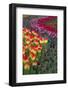 USA, Washington. Blooming tulips.-Jones and Shimlock-Framed Photographic Print