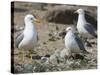 USA, Washington. California Gull and Chicks in Potholes Reservoir-Gary Luhm-Stretched Canvas