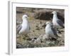 USA, Washington. California Gull and Chicks in Potholes Reservoir-Gary Luhm-Framed Photographic Print