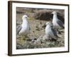 USA, Washington. California Gull and Chicks in Potholes Reservoir-Gary Luhm-Framed Photographic Print