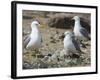 USA, Washington. California Gull and Chicks in Potholes Reservoir-Gary Luhm-Framed Photographic Print