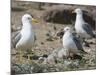 USA, Washington. California Gull and Chicks in Potholes Reservoir-Gary Luhm-Mounted Photographic Print