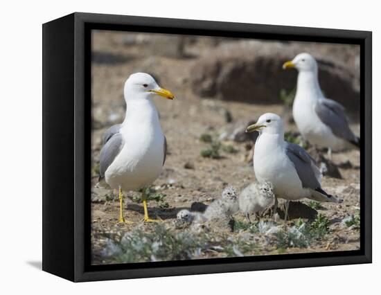 USA, Washington. California Gull and Chicks in Potholes Reservoir-Gary Luhm-Framed Stretched Canvas