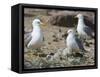 USA, Washington. California Gull and Chicks in Potholes Reservoir-Gary Luhm-Framed Stretched Canvas