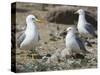 USA, Washington. California Gull and Chicks in Potholes Reservoir-Gary Luhm-Stretched Canvas