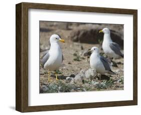 USA, Washington. California Gull and Chicks in Potholes Reservoir-Gary Luhm-Framed Photographic Print