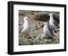 USA, Washington. California Gull and Chicks in Potholes Reservoir-Gary Luhm-Framed Photographic Print