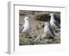 USA, Washington. California Gull and Chicks in Potholes Reservoir-Gary Luhm-Framed Photographic Print