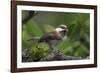 USA, Washington. Chestnut-Backed Chickadee with Grub to Feed Chicks-Gary Luhm-Framed Photographic Print