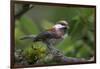 USA, Washington. Chestnut-Backed Chickadee with Grub to Feed Chicks-Gary Luhm-Framed Photographic Print